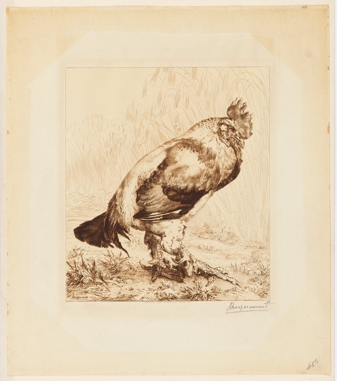 Le Vieux Coq (De Oude Haan) door Felix Bracquemond