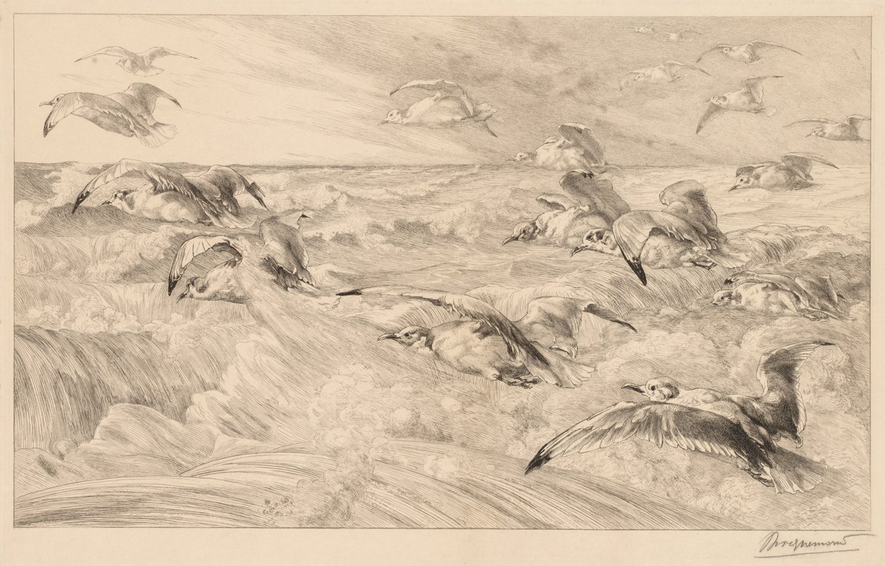Meeuwen door Felix Bracquemond