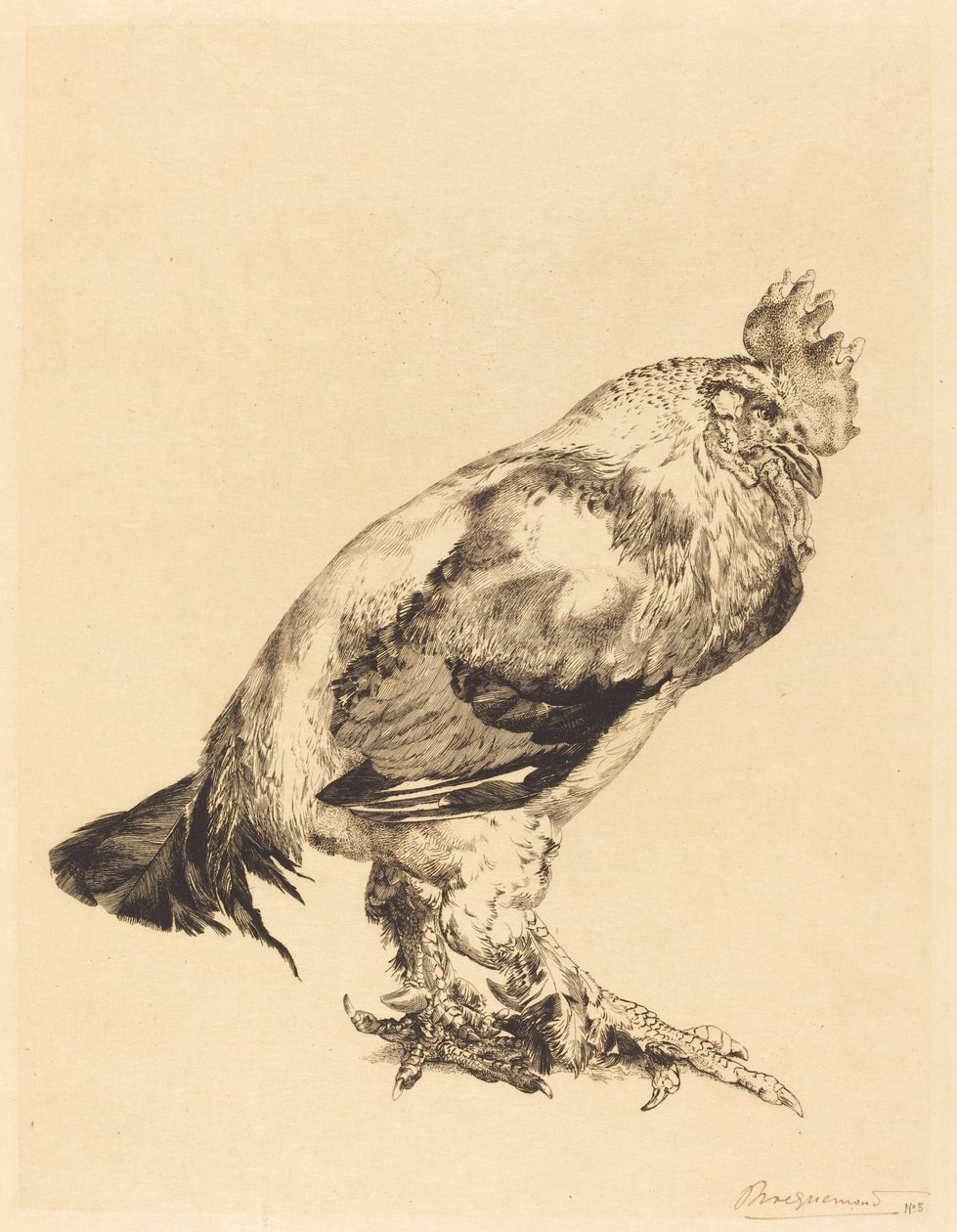 De oude haan door Felix Bracquemond