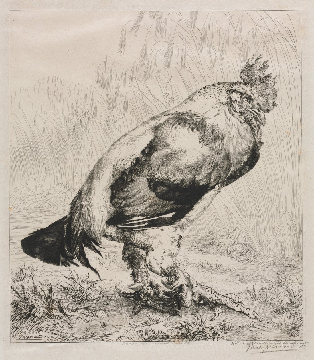 De Oude Haan, 1882 door Felix Bracquemond