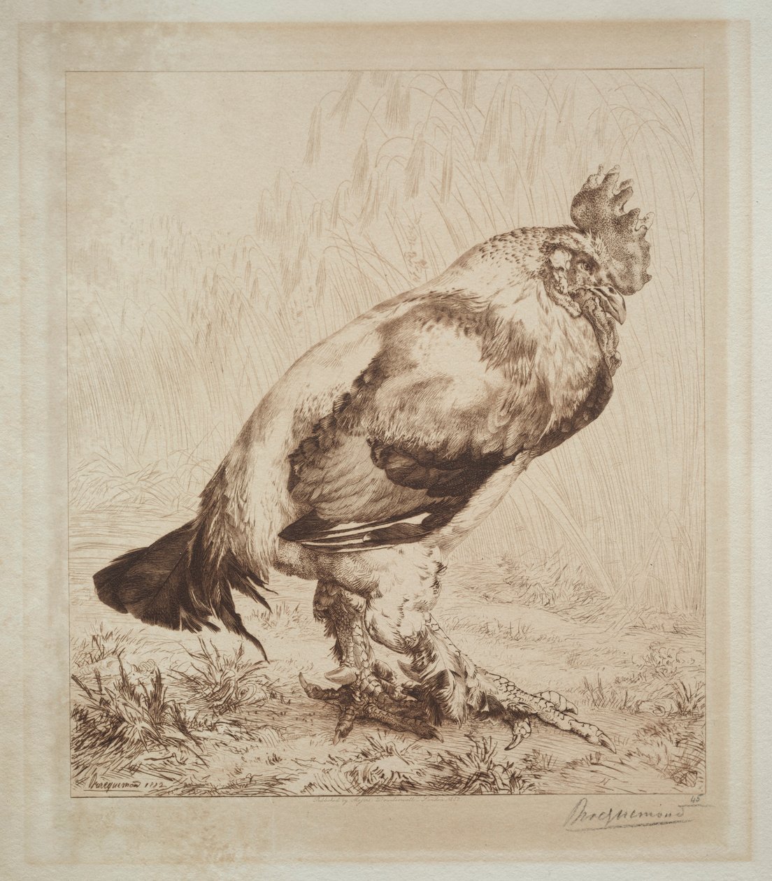 De oude haan door Felix Bracquemond
