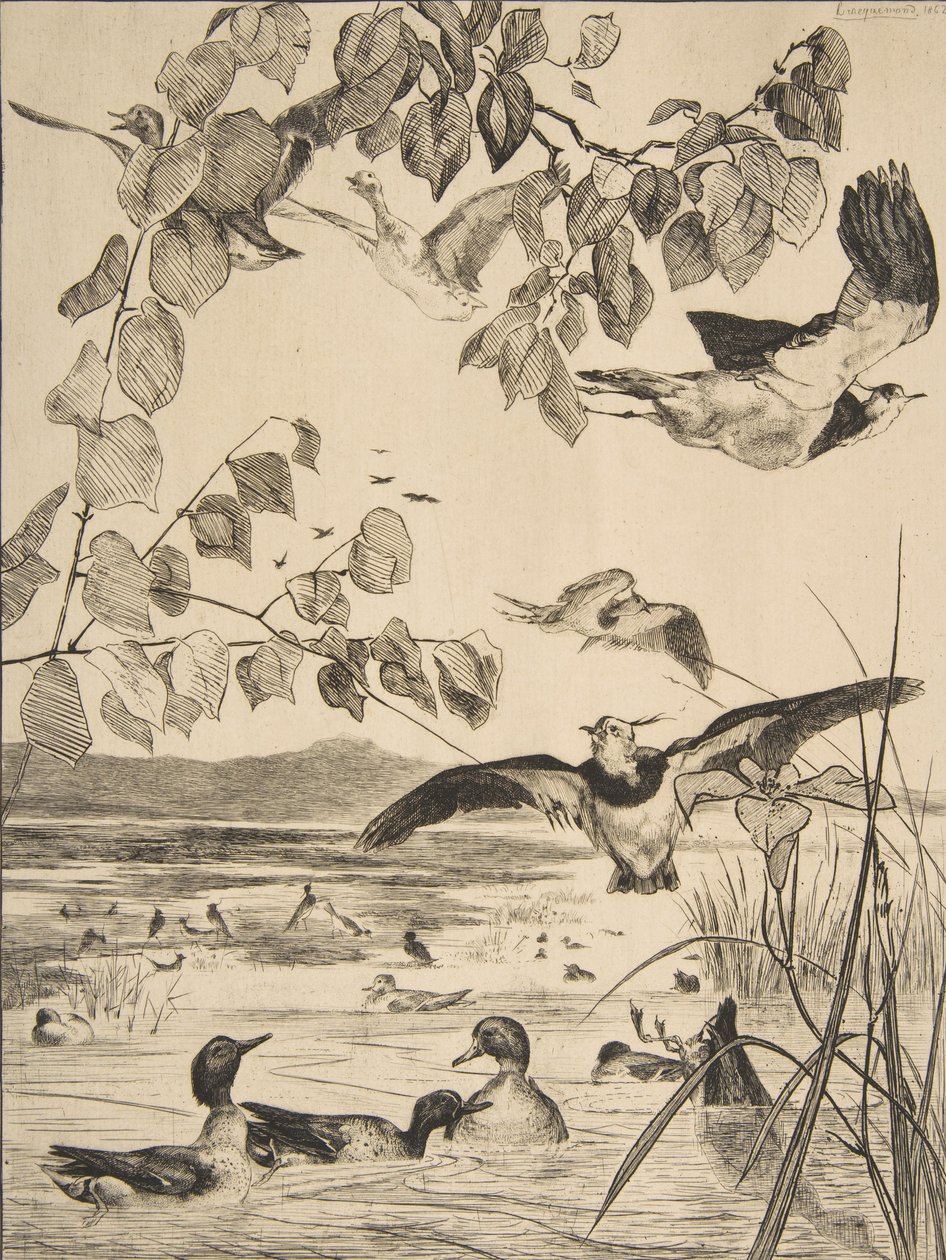 Kieviten en wintertalingen door Felix Bracquemond