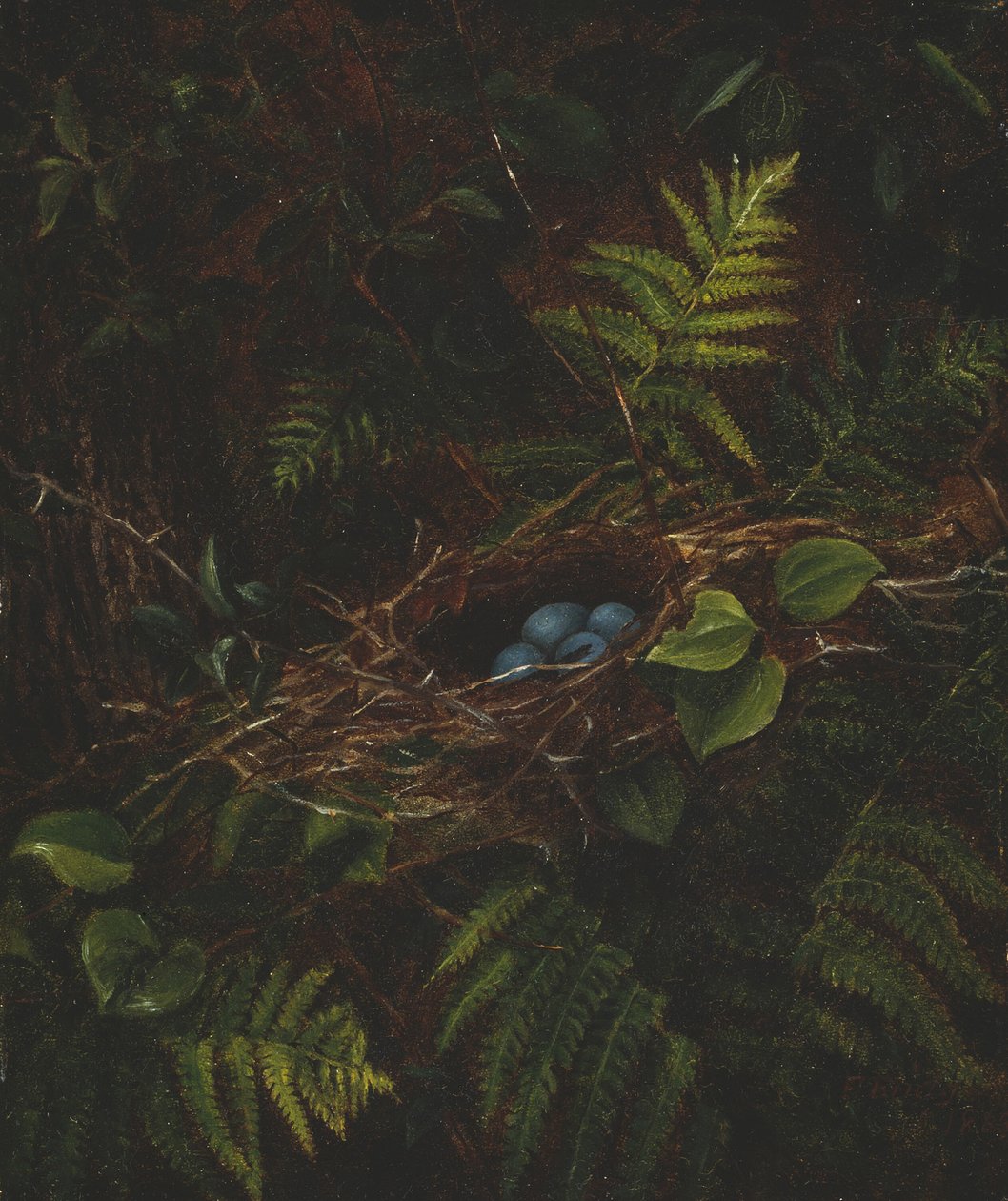Vogelnest en varens, 1863 door Fidelia Bridges