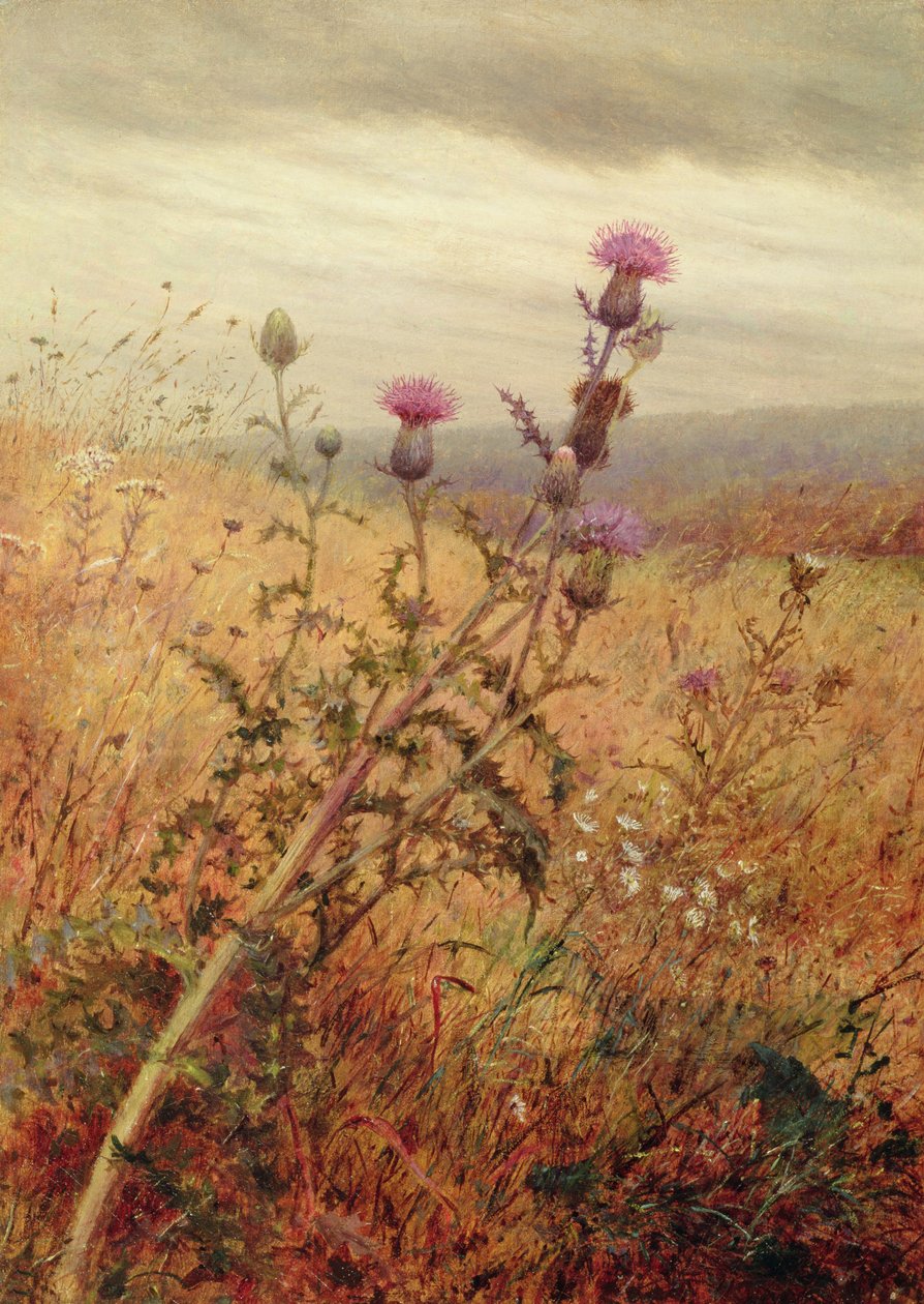 Distel in een Veld, 1875 door Fidelia Bridges