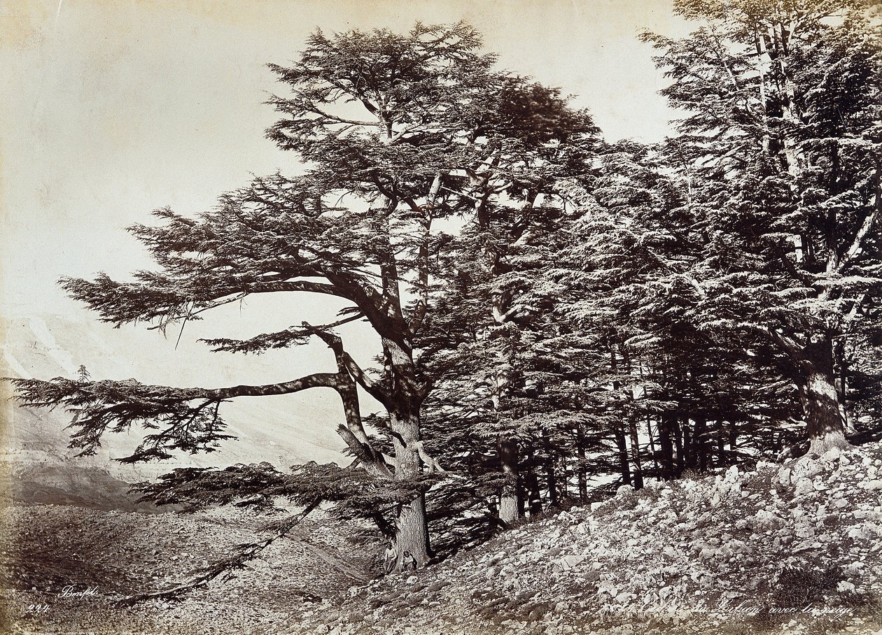 Grote cederboom, in Libanon door Félix Bonfils