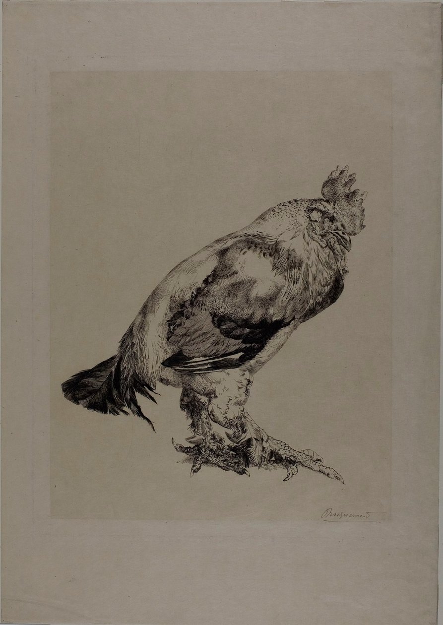 De oude haan door Félix Henri Bracquemond