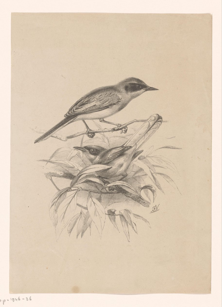 Twee kleine vogels op een tak door Floris Verster