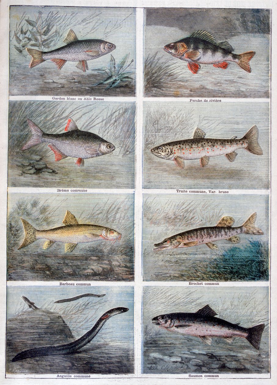 Zoetwatervissen, 1897 door Fortuné Méaulle