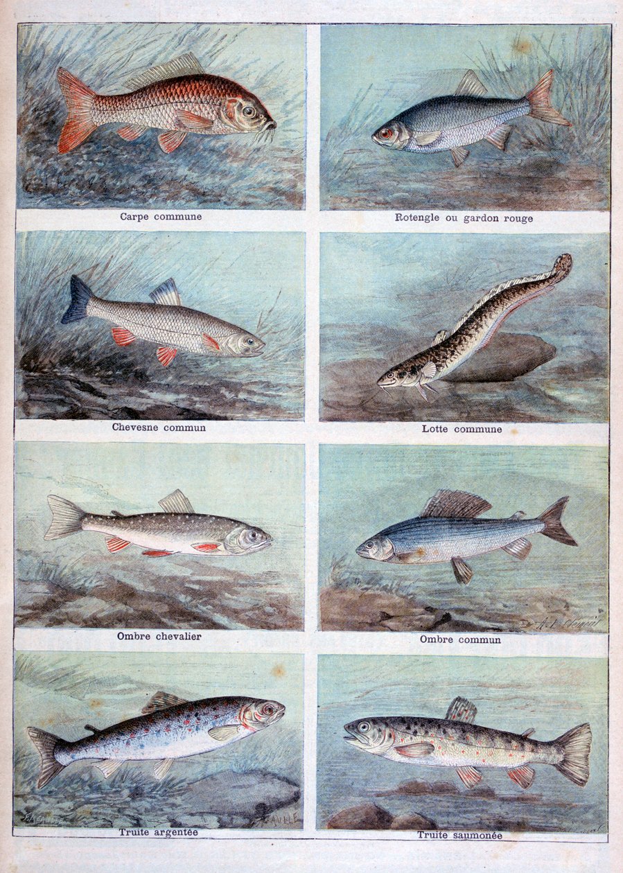 Zoetwatervissen, 1898 door Fortuné Méaulle
