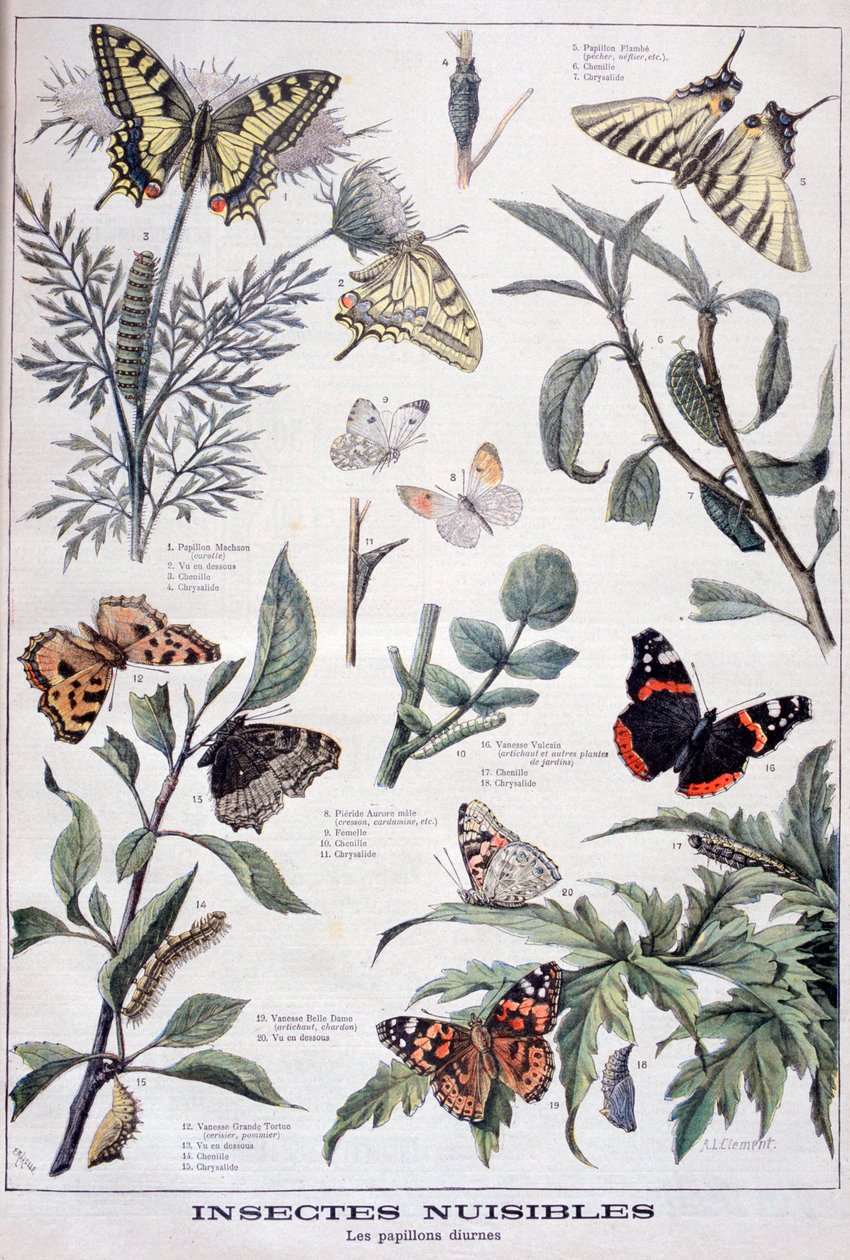 Schadelijke insecten: dagvlinders door Fortuné Méaulle