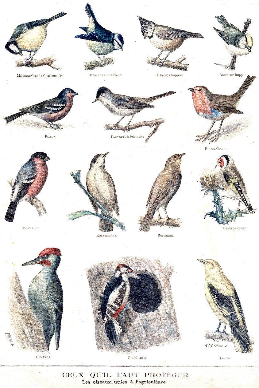 De nuttige vogels in de landbouw door Fortune Louis Meaulle