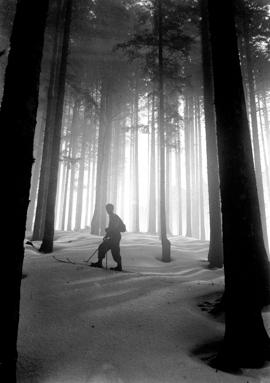 Vallombrosa: kathedraal van de dennenbomen door Fosco Maraini