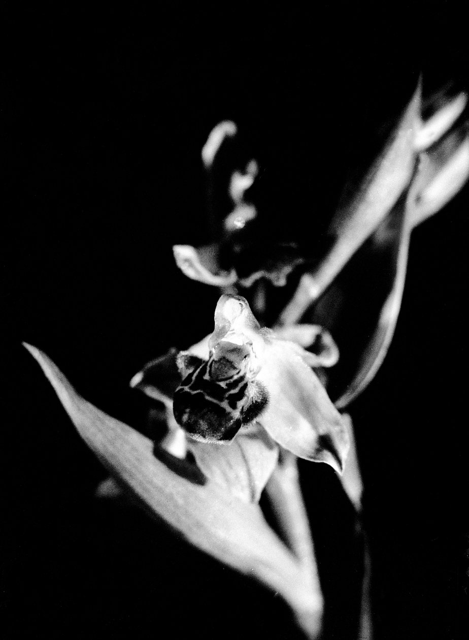 Wilde orchidee (z/w foto) door Fosco Maraini