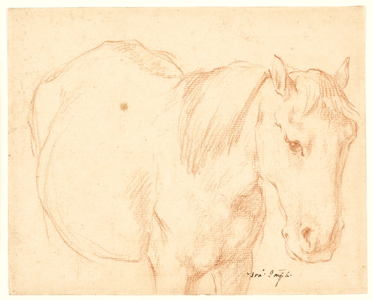 Een paard door Francesco Fernandi