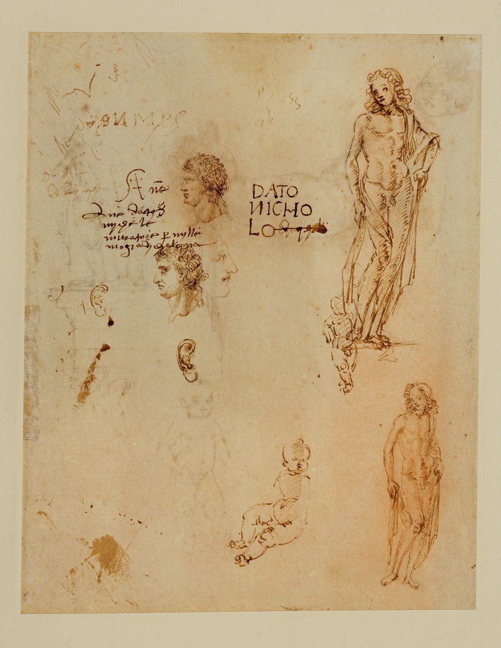 Drie profielen;oren;twee Apollos ... door Francesco di Simone (attr. to)
