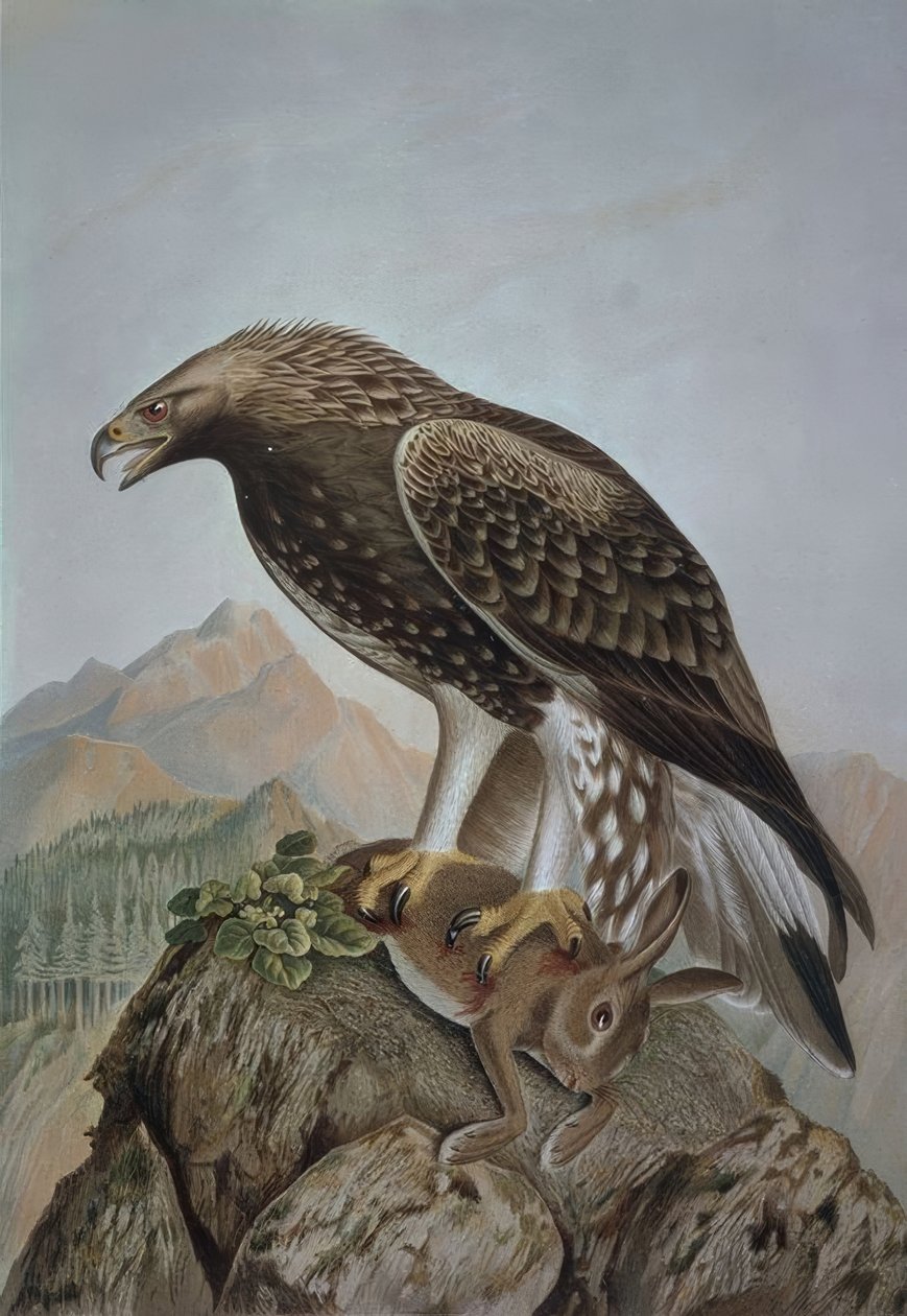 Gravure – Steenarend – Jonge man – Aquila chrysaetos door Francia