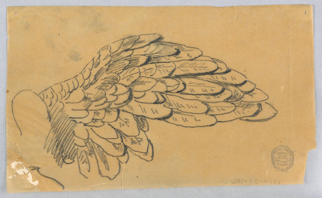 Studie van een Vleugel door Francis Augustus Lathrop