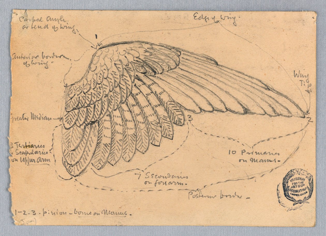 Studie van een vleugel door Francis Augustus Lathrop