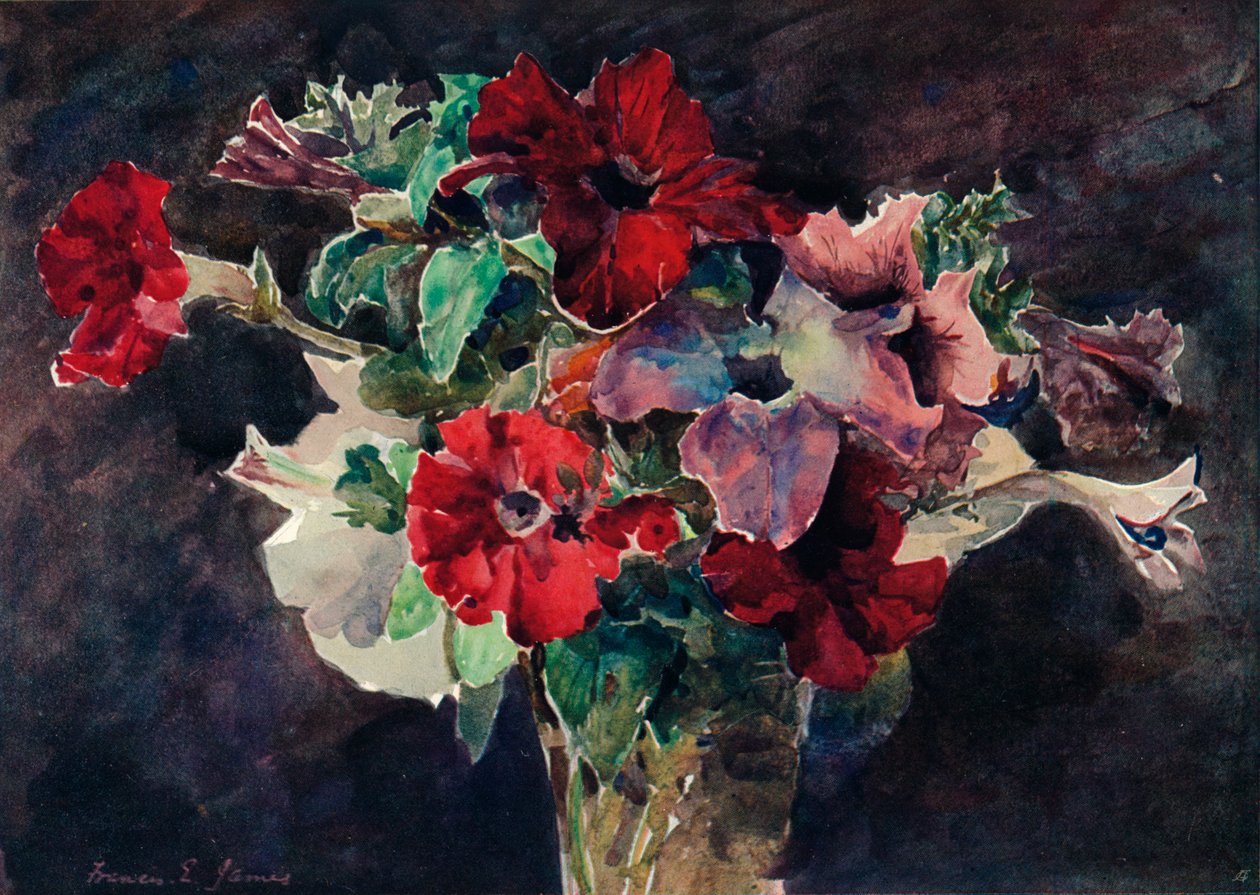 Petunia