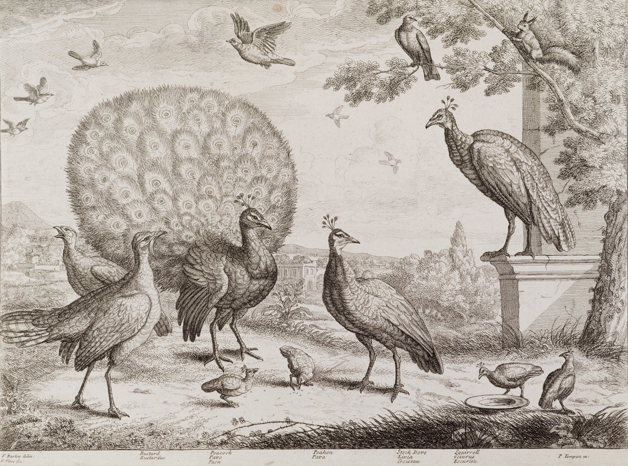 Groep Vogels met Pauw door Francis Place