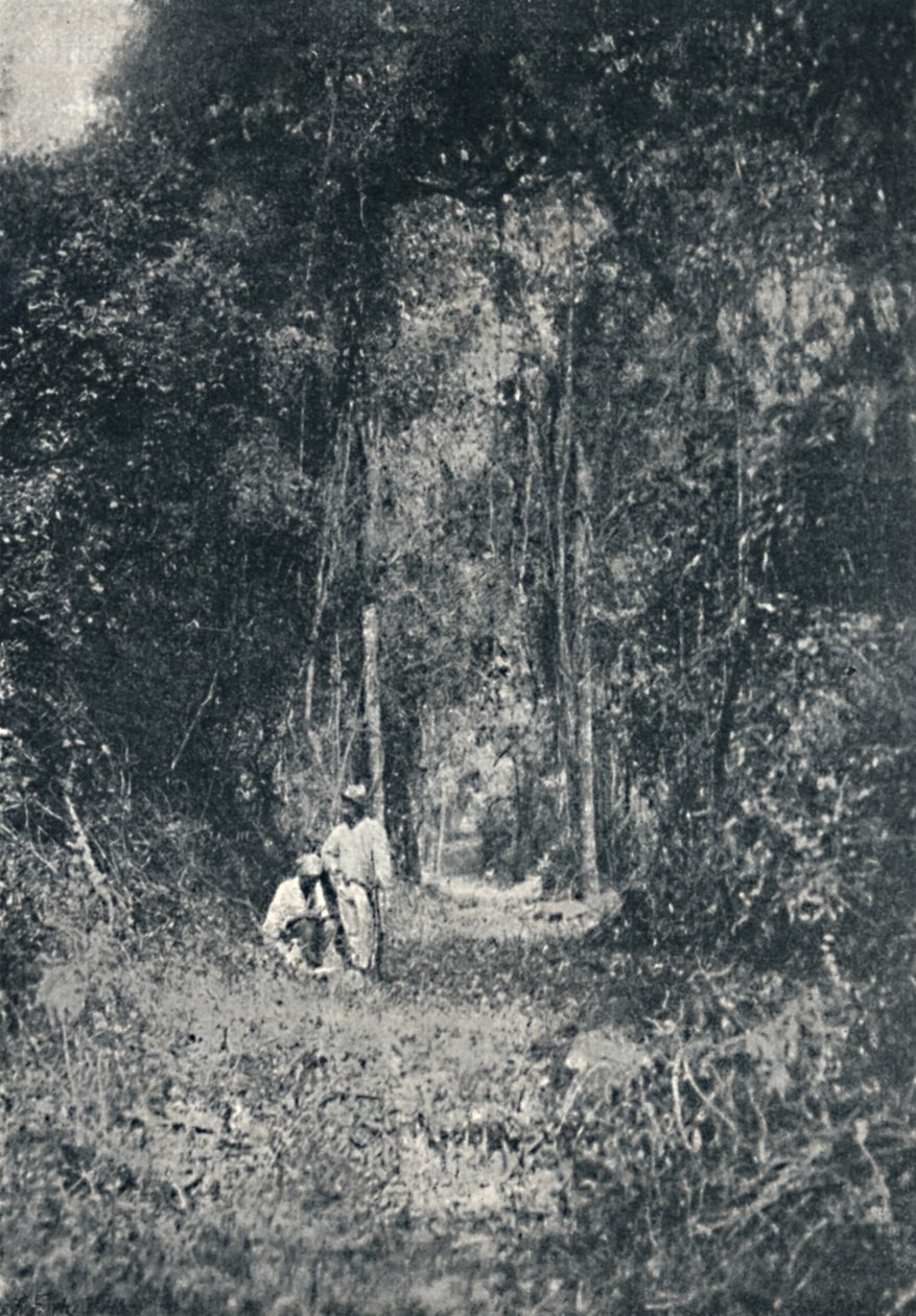 Estrada de Rodagem do Alto Parana, 1895 door Francisco Henszler