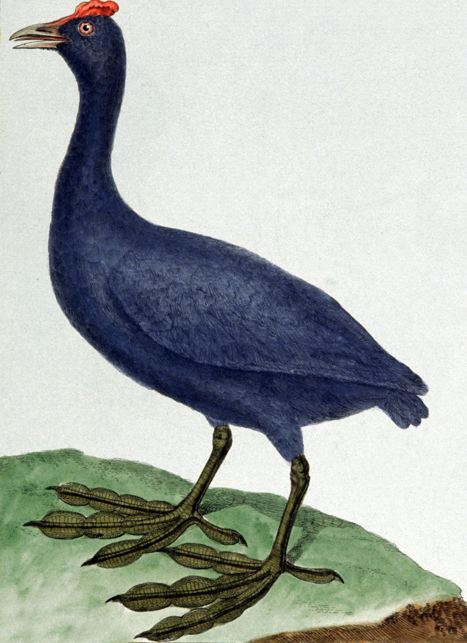 Madagaskar door Francois Nicolas Martinet