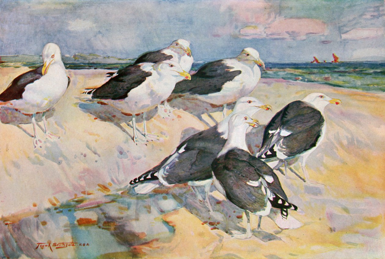 Zwartrugmeeuwen, illustratie uit 