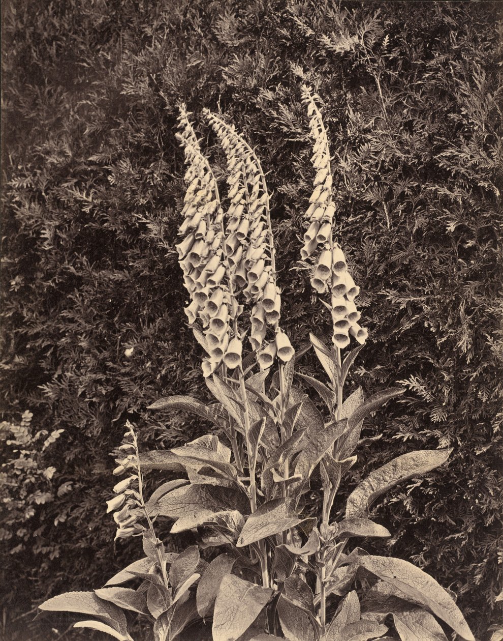Vingerhoedskruid, ca. 1860s door Frank Mason Good