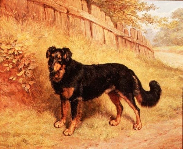 Border Collie door Frank Paton