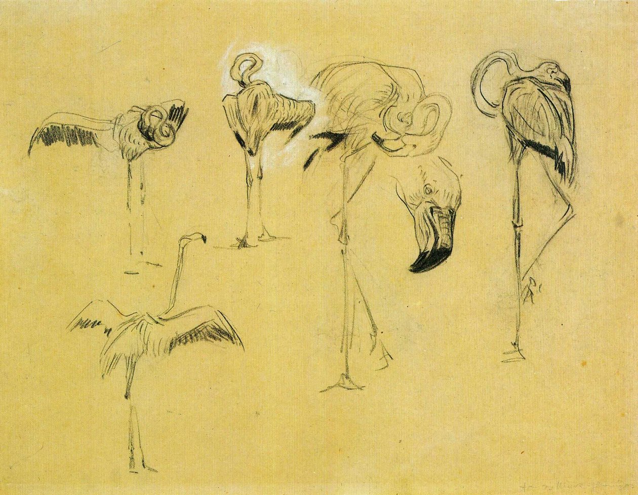 Flamingo