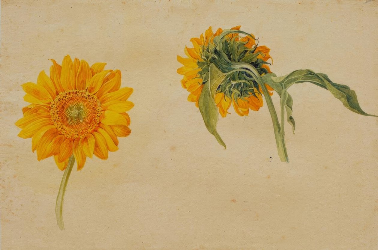 Zonnebloemen door Franz Horny