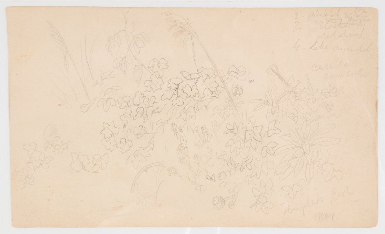 Botanische schetsen door Frederic Edwin Church