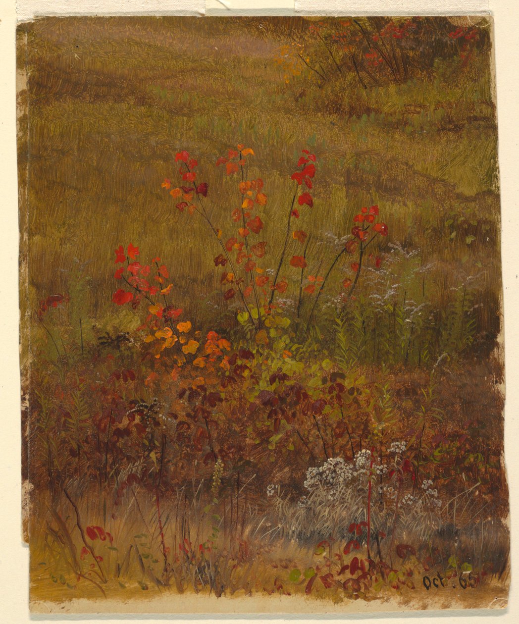 Botanische studies door Frederic Edwin Church