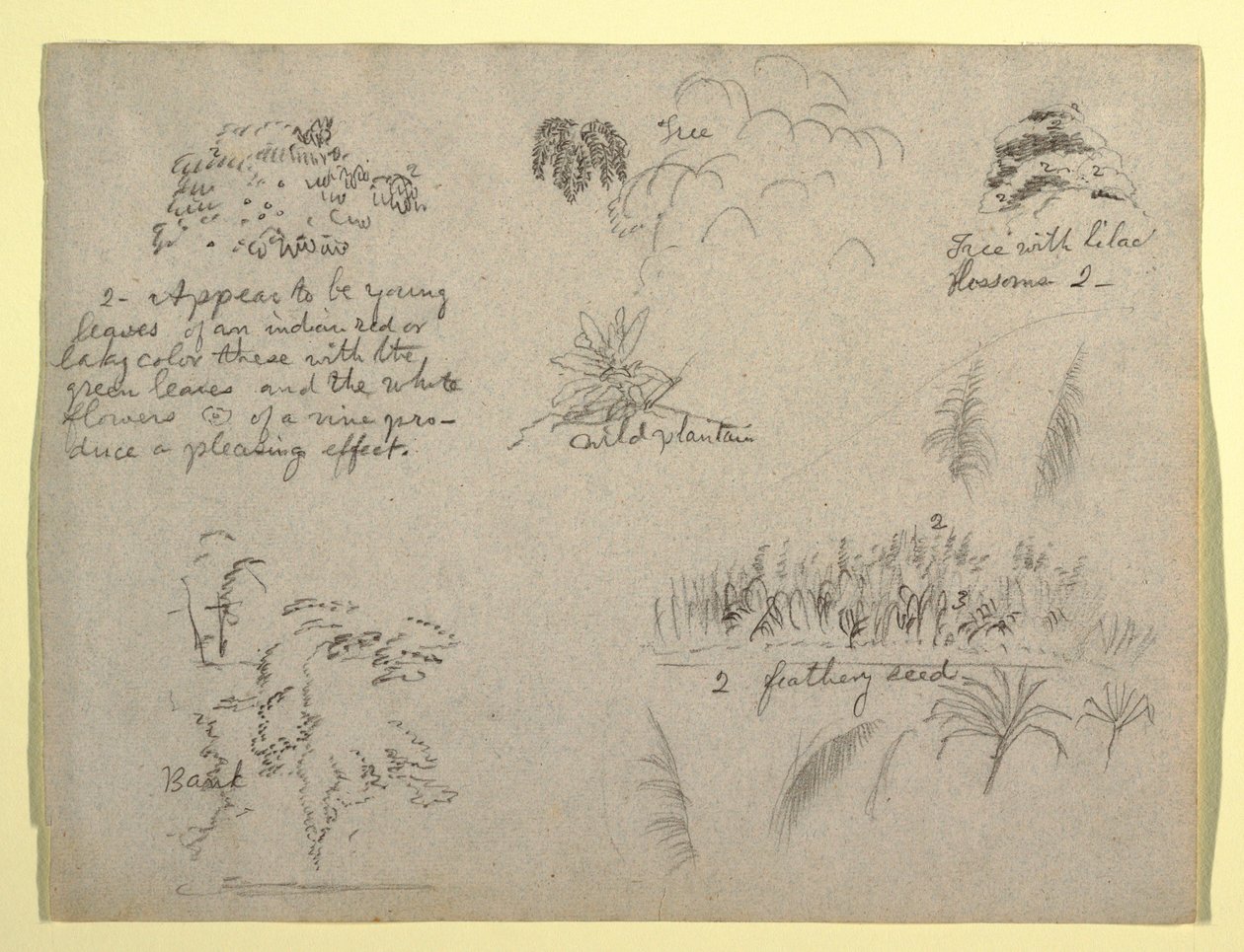 Tekening, Botanische schetsen, Colombia, 1853 door Frederic Edwin Church