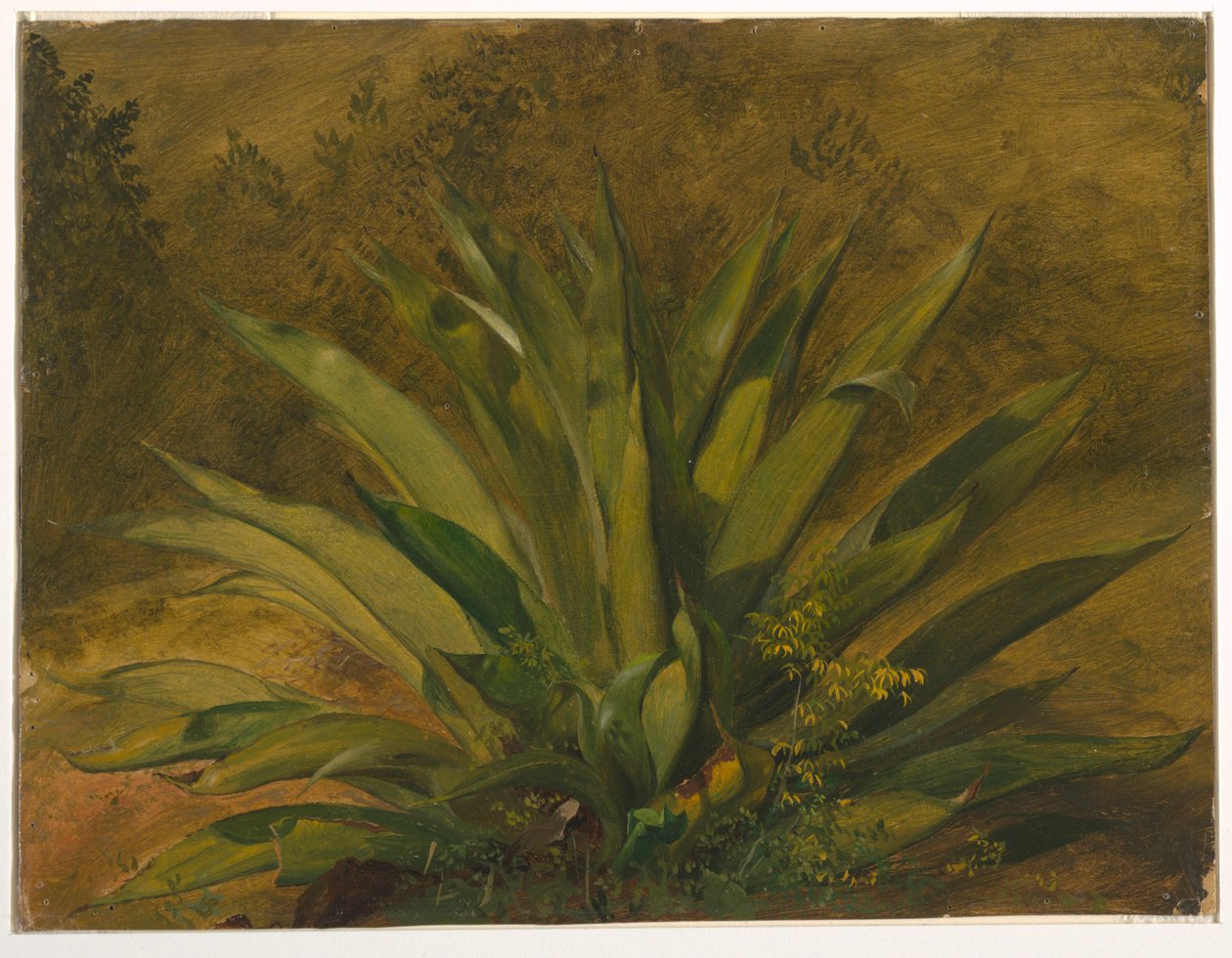 Tekening, Botanische studie, 1865-66 door Frederic Edwin Church