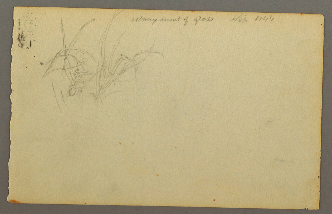 Tekening, Grassen, 1844 door Frederic Edwin Church
