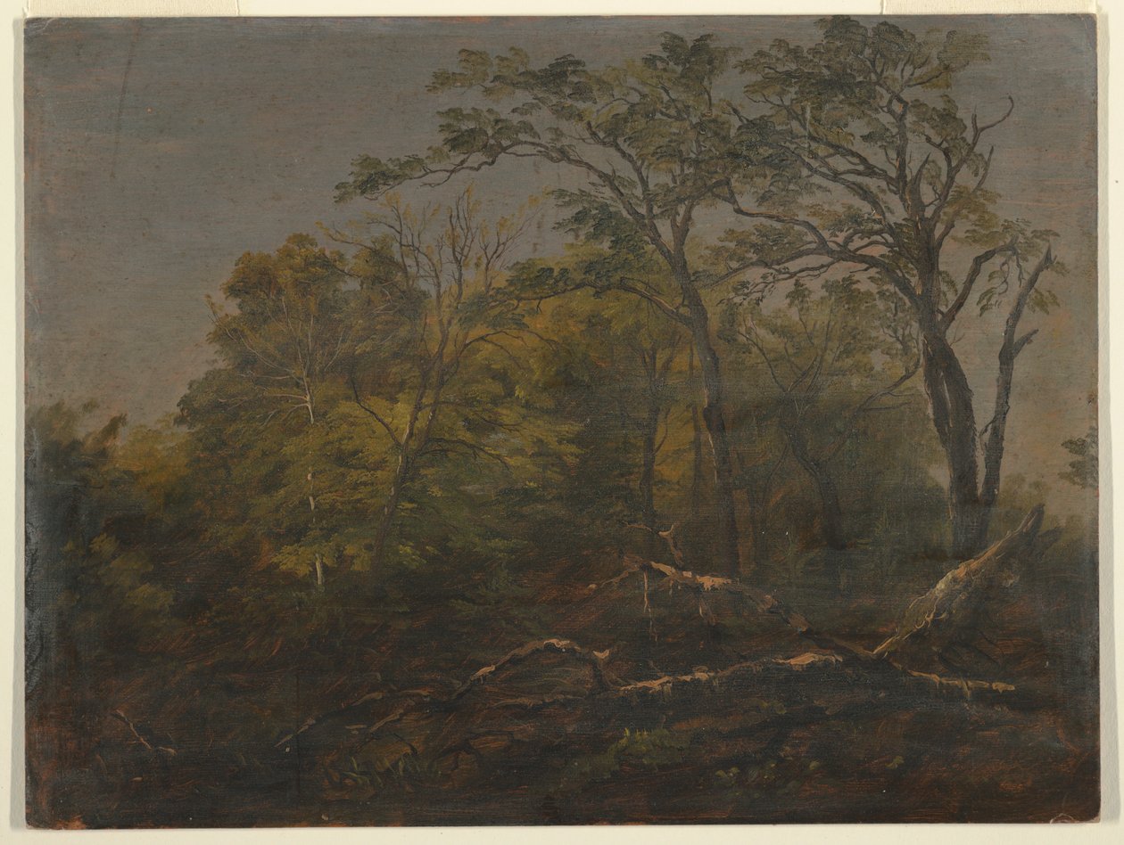 Tekening, Maine Woods, 1845-55 door Frederic Edwin Church