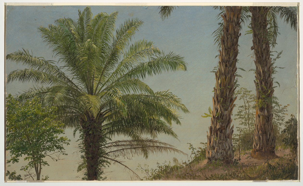 Palmbomen, Jamaica door Frederic Edwin Church