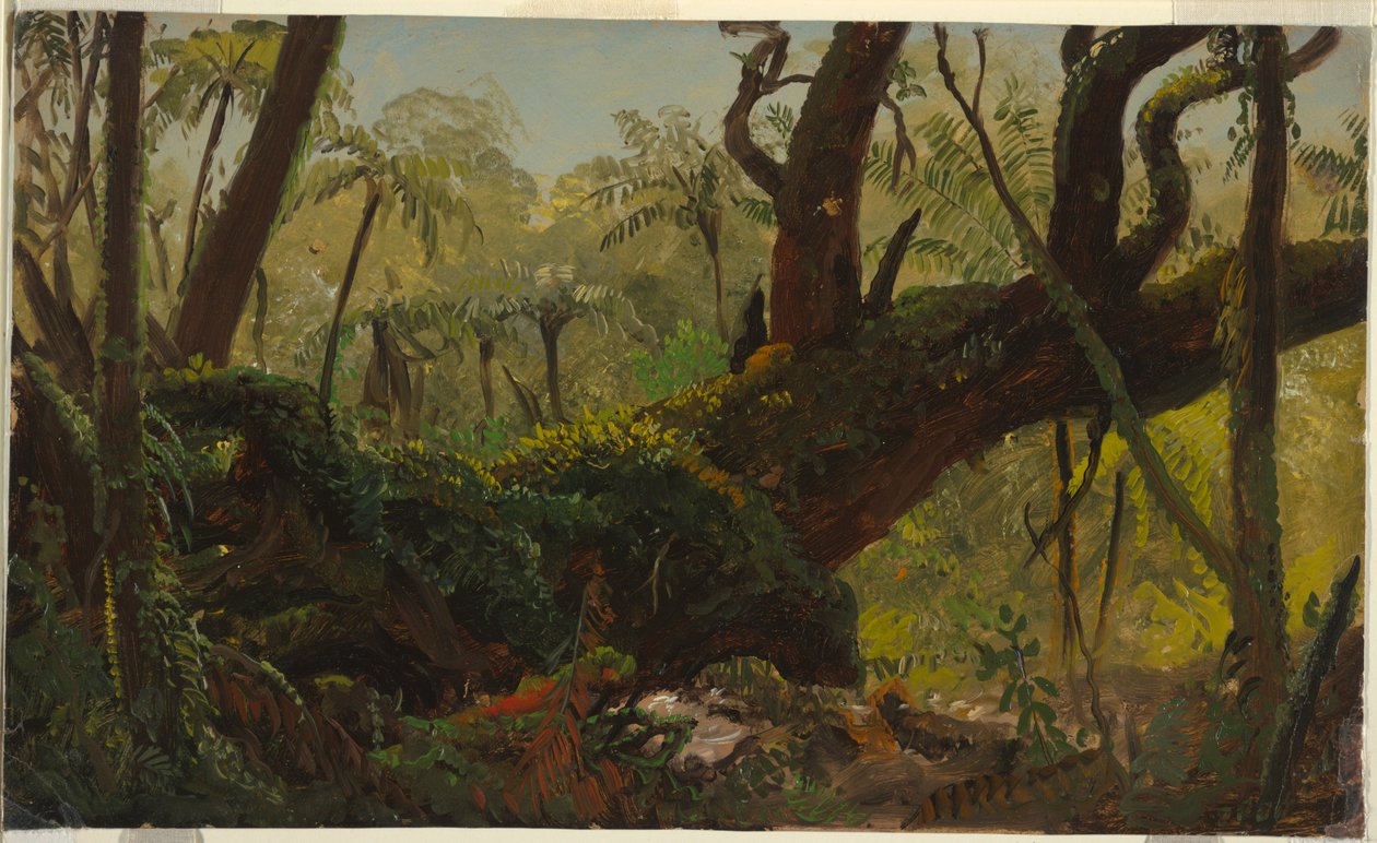 Regenwoud, Jamaica door Frederic Edwin Church