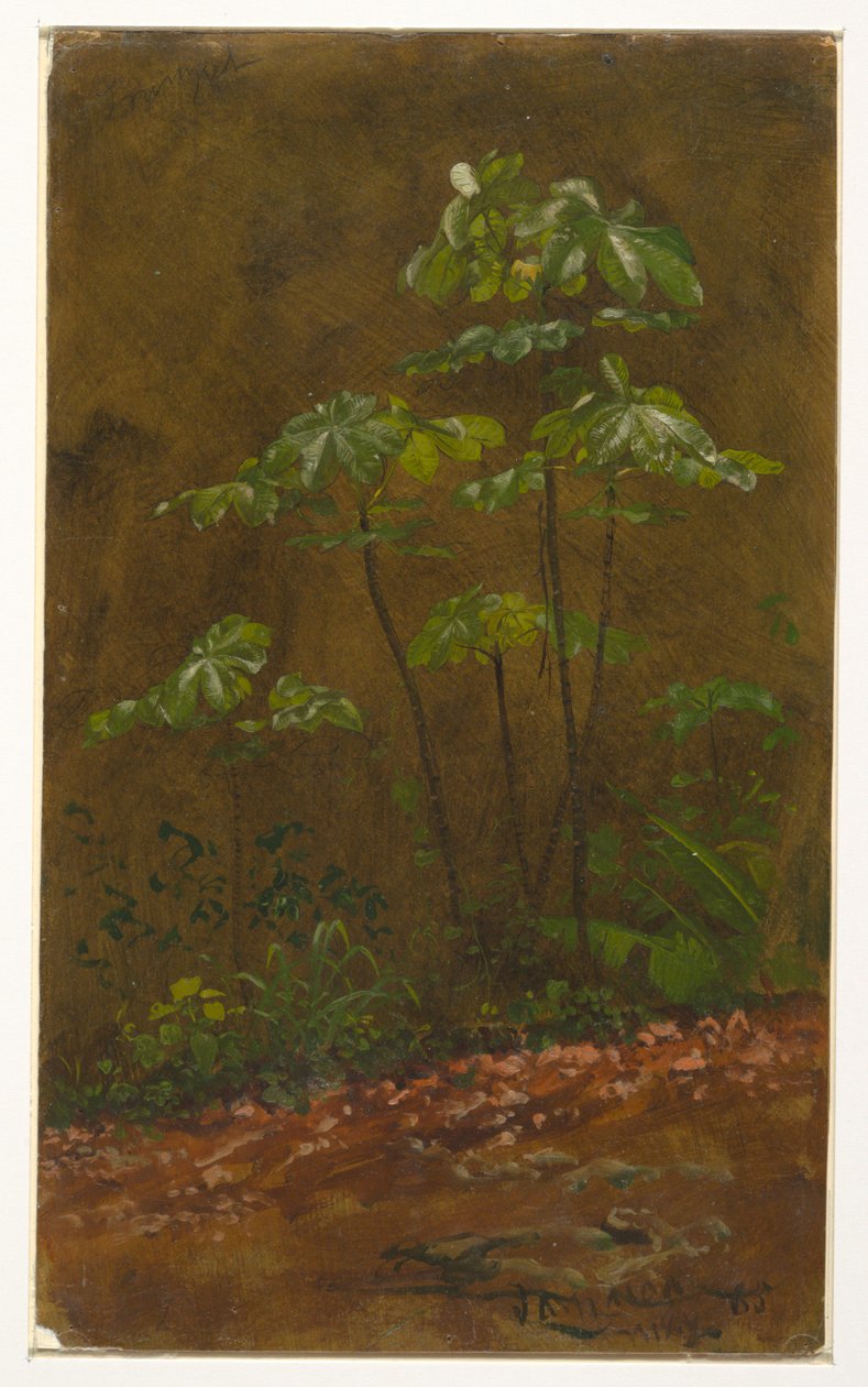 Trompetboom, Jamaica door Frederic Edwin Church