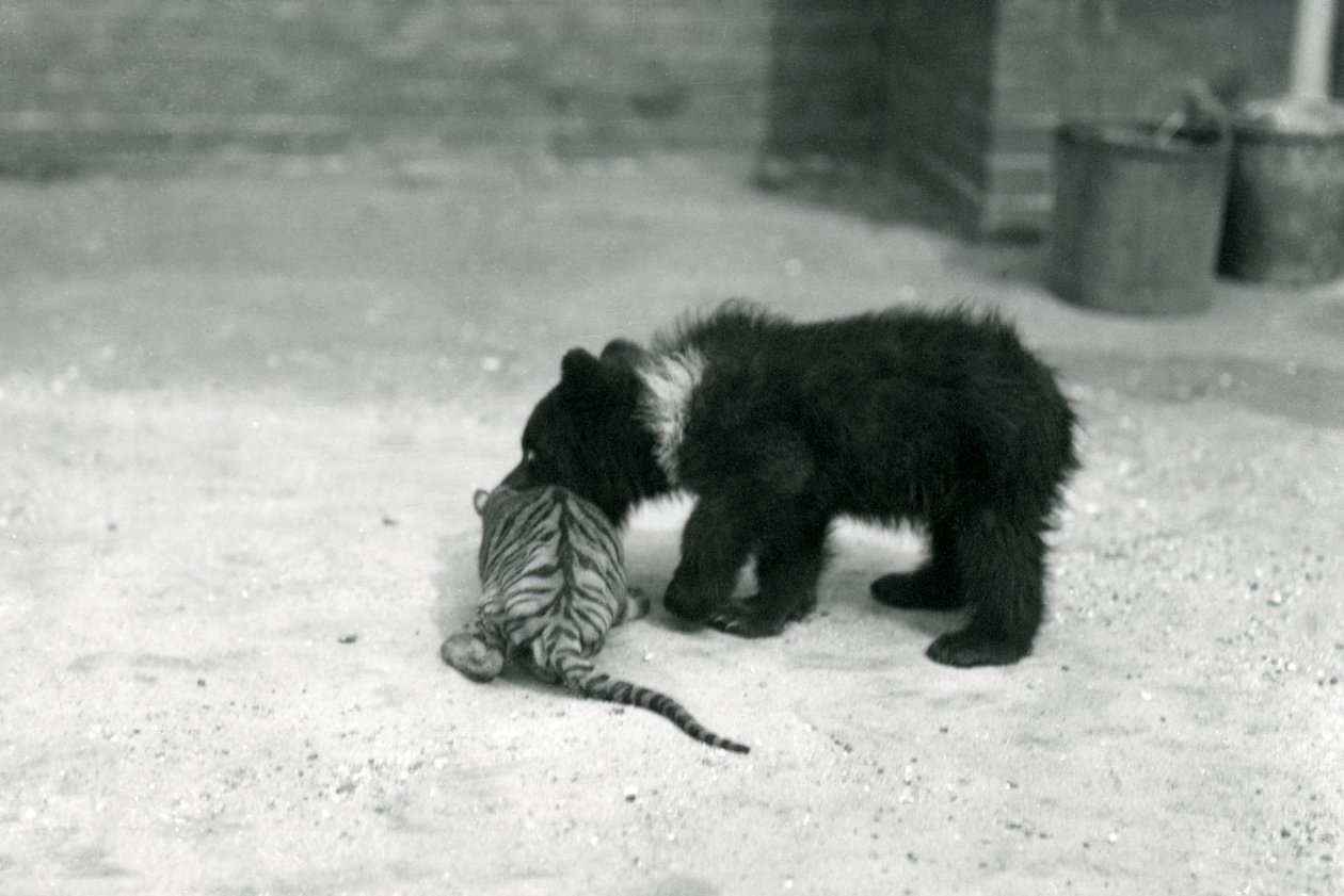 Een bruine berenwelp speelt met een tijgerwelp in de dierentuin van Londen, april 1914 door Frederick William Bond