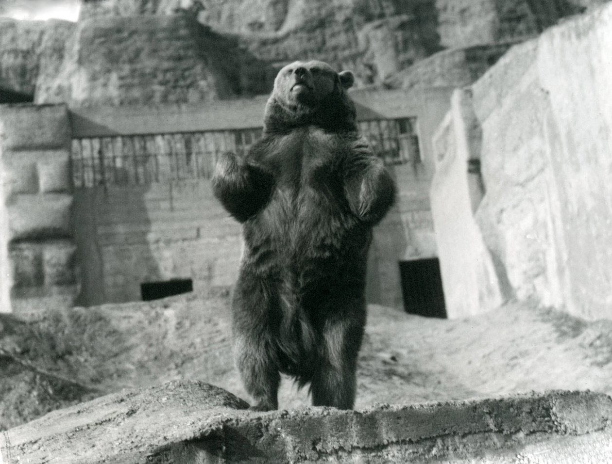 Een Bruine Beer staat rechtop op zijn achterpoten, Mappin Terrassen, London Zoo, augustus 1921 door Frederick William Bond