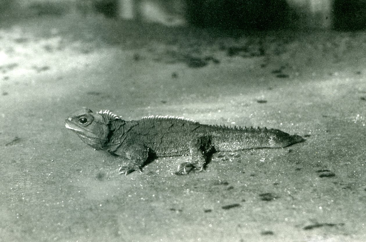 Een Cook Strait, of Noordelijke Tuatara in de London Zoo, ca. 1923 door Frederick William Bond