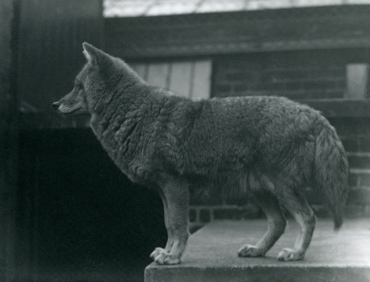 Een coyote in de Londense dierentuin, oktober 1920 door Frederick William Bond