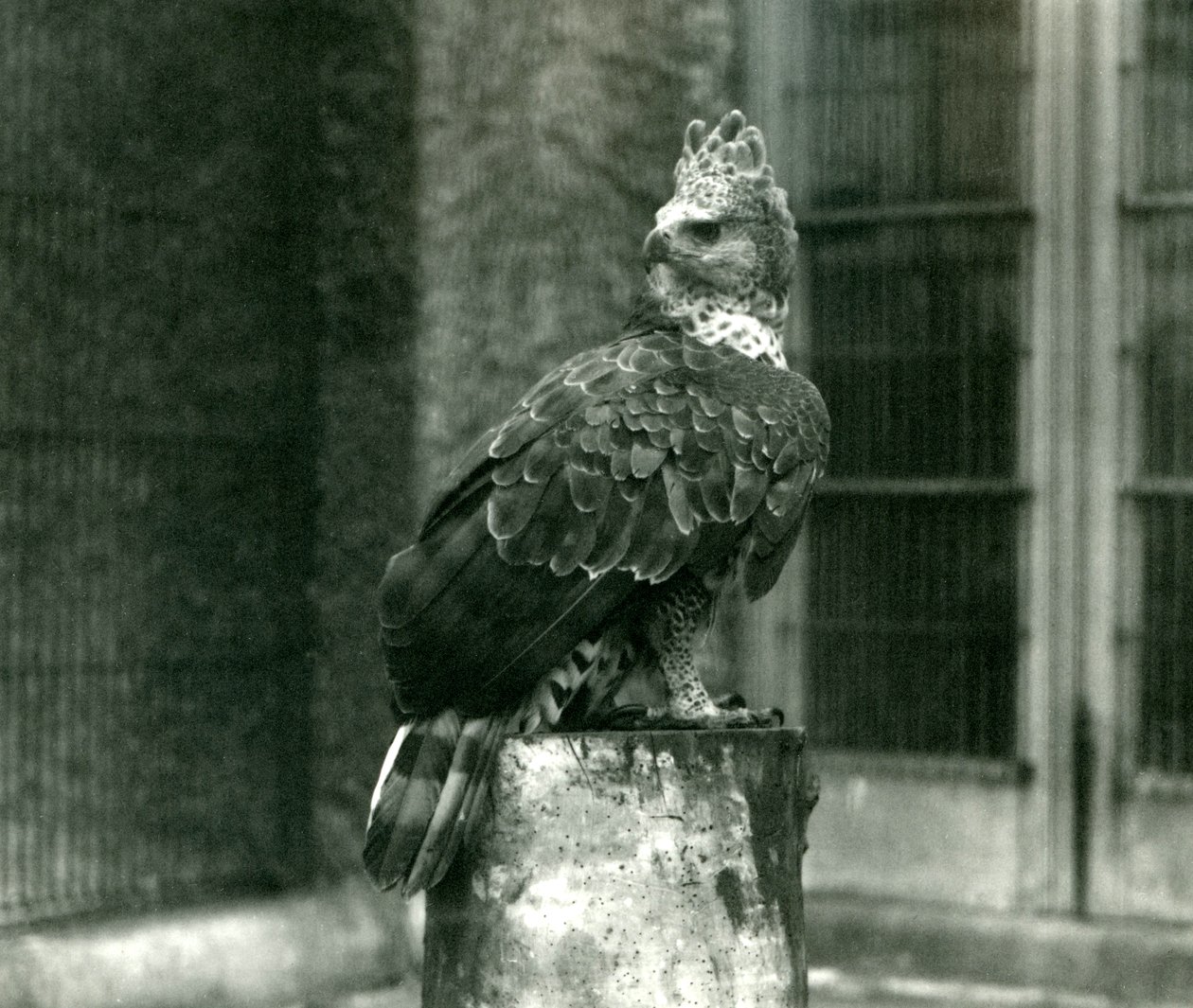 Een Gekroonde Adelaar in de Londense Dierentuin, juni 1922 door Frederick William Bond