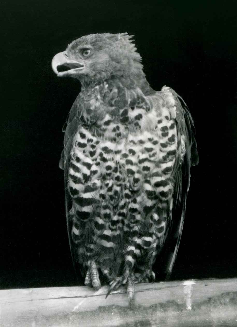 Een Kroonarend zittend in de London Zoo, november 1923 door Frederick William Bond