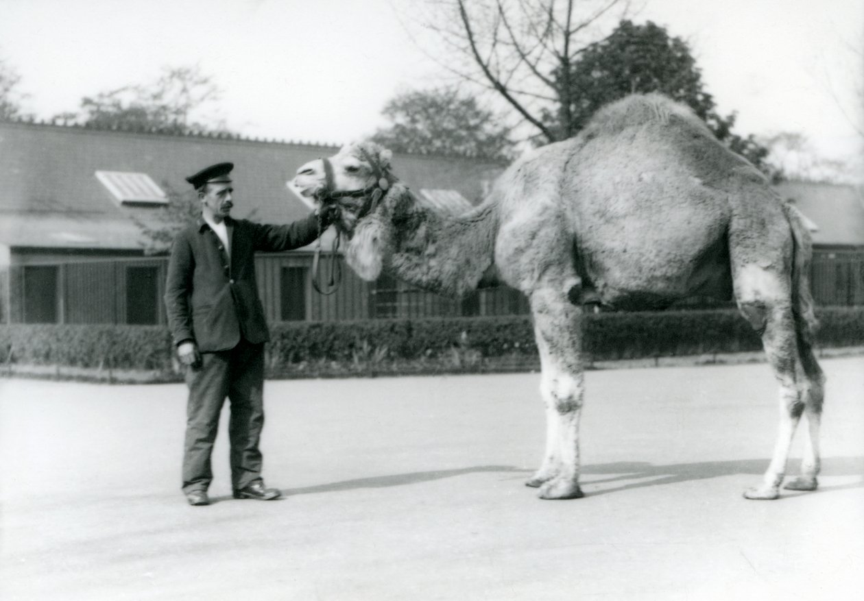 Een dromedaris of Arabische kameel met verzorger W. Styles in de London Zoo in 1923 door Frederick William Bond