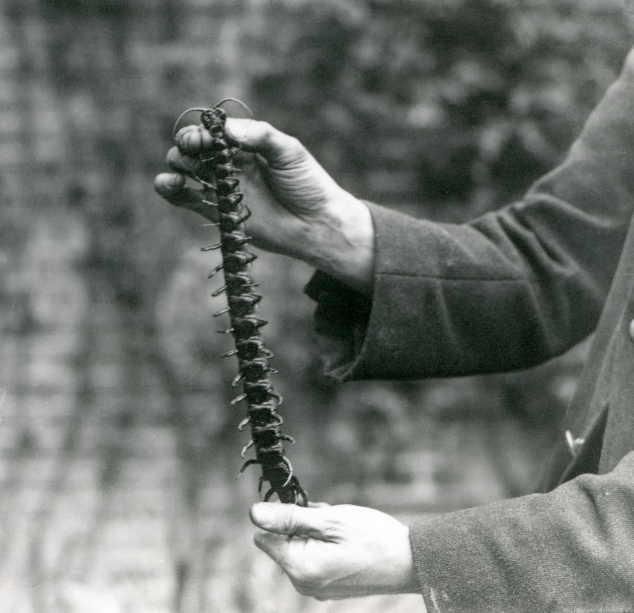 Een Reuzenduizendpoot wordt voorzichtig omhoog gehouden door zijn verzorger, London Zoo, 1923 door Frederick William Bond