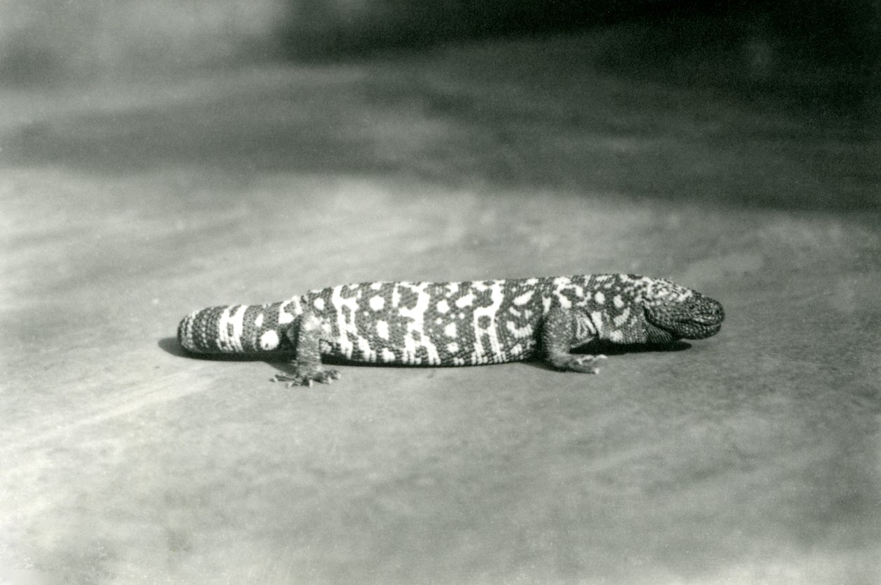 Een Gila Monster in de London Zoo, september 1923 door Frederick William Bond