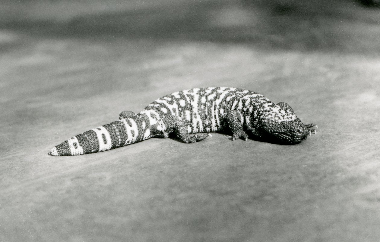 Een Gila Monster in de London Zoo, september 1923 door Frederick William Bond